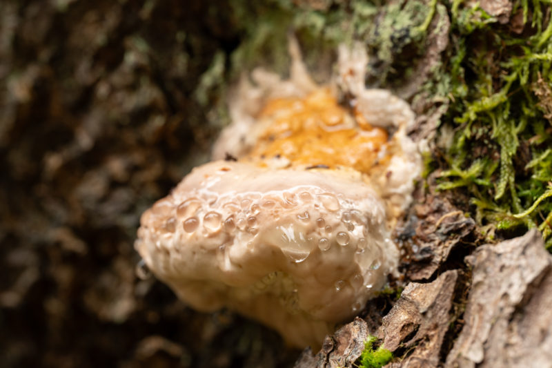 Fototipps für den Herbst – Teil 1: Details im Wald © Harald Bauer