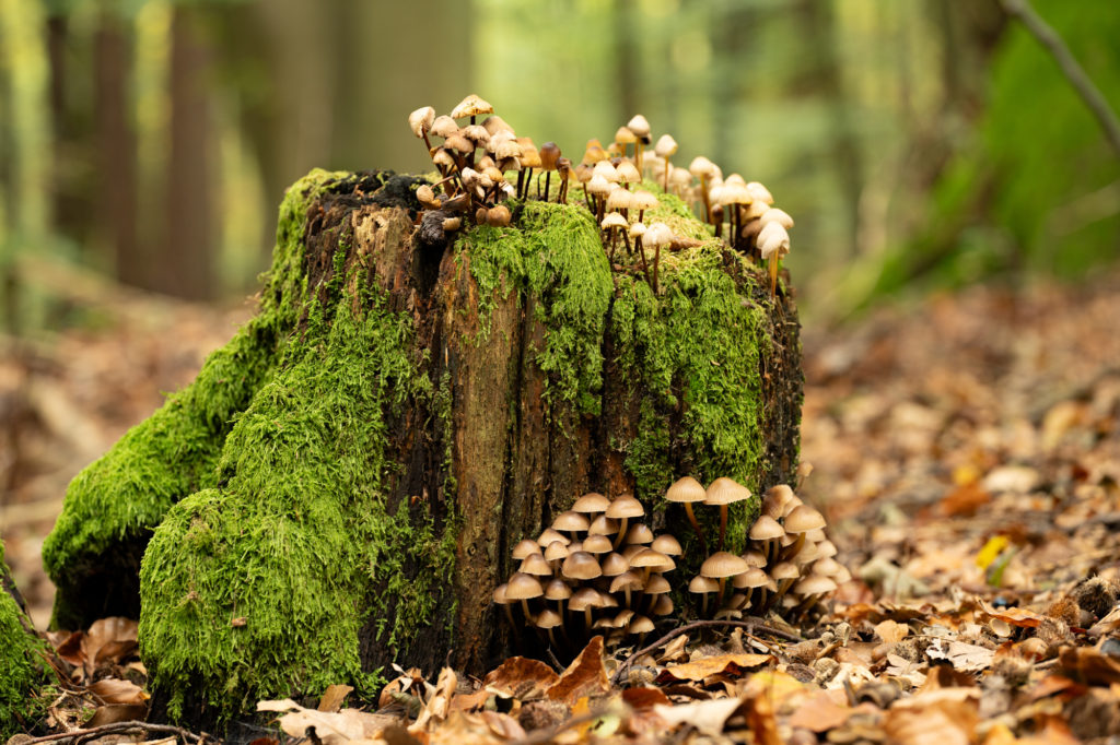 Fototipps für den Herbst – Teil 1: Details im Wald © Harald Bauer