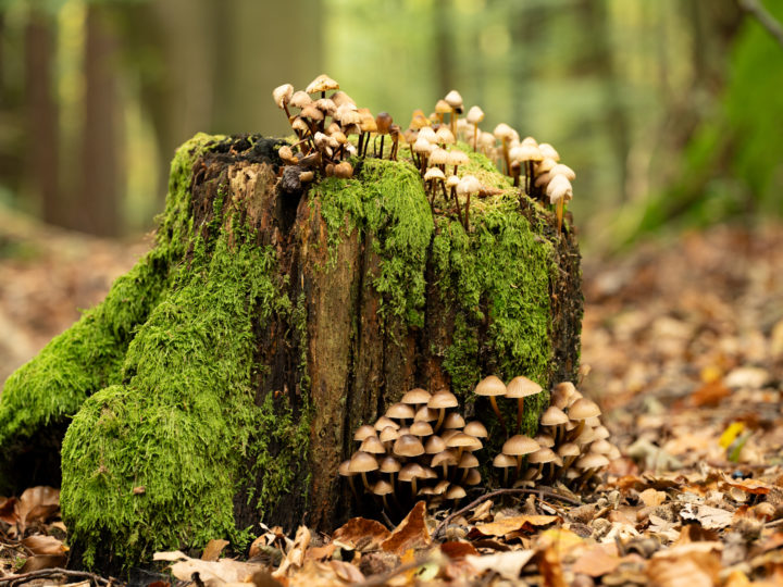 Fototipps für den Herbst – Teil 1: Details im Wald © Harald Bauer