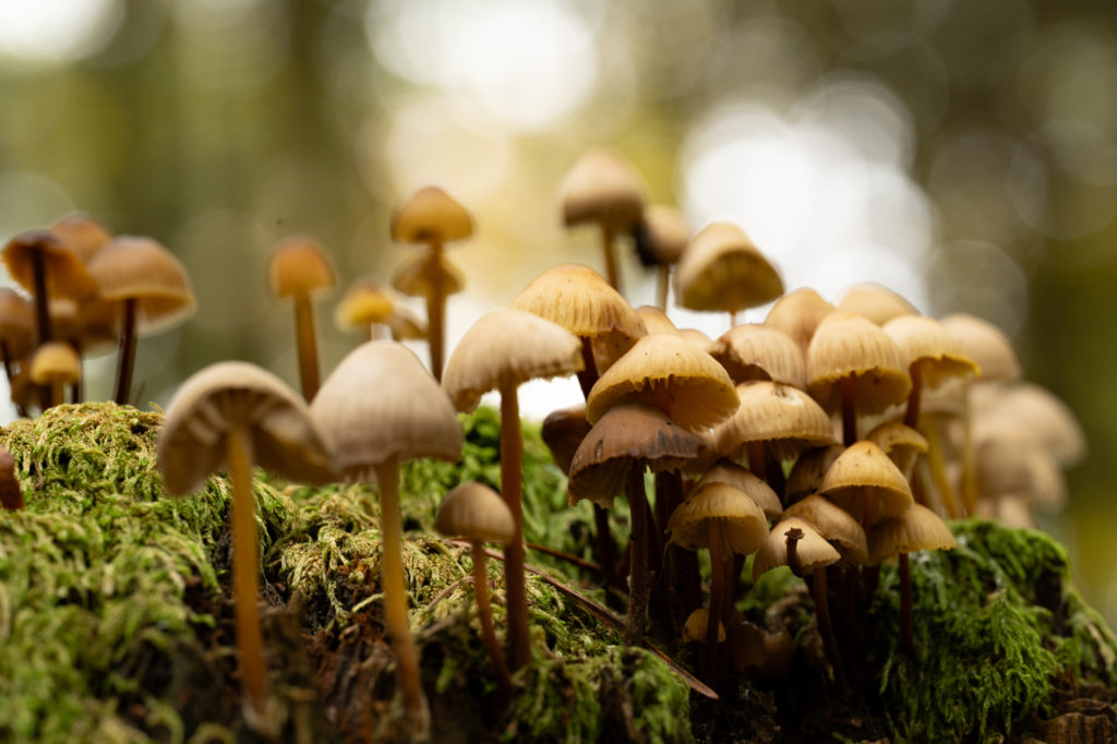 Fototipps für den Herbst – Teil 1: Details im Wald © Harald Bauer