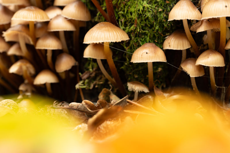 Fototipps für den Herbst – Teil 1: Details im Wald © Harald Bauer