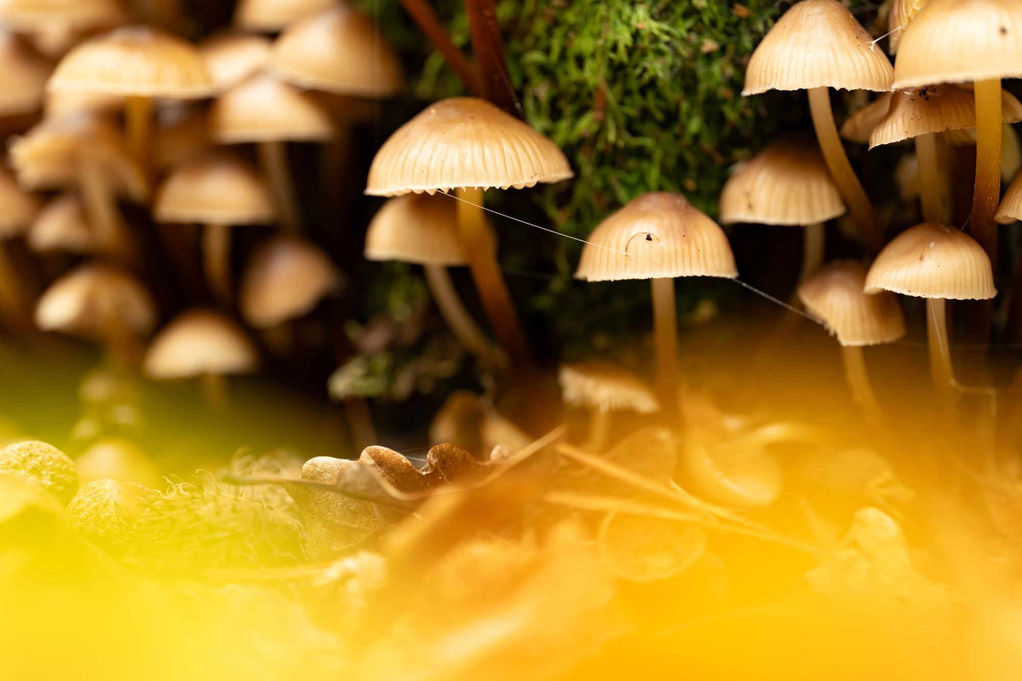 Fototipps für den Herbst – Teil 1: Details im Wald © Harald Bauer