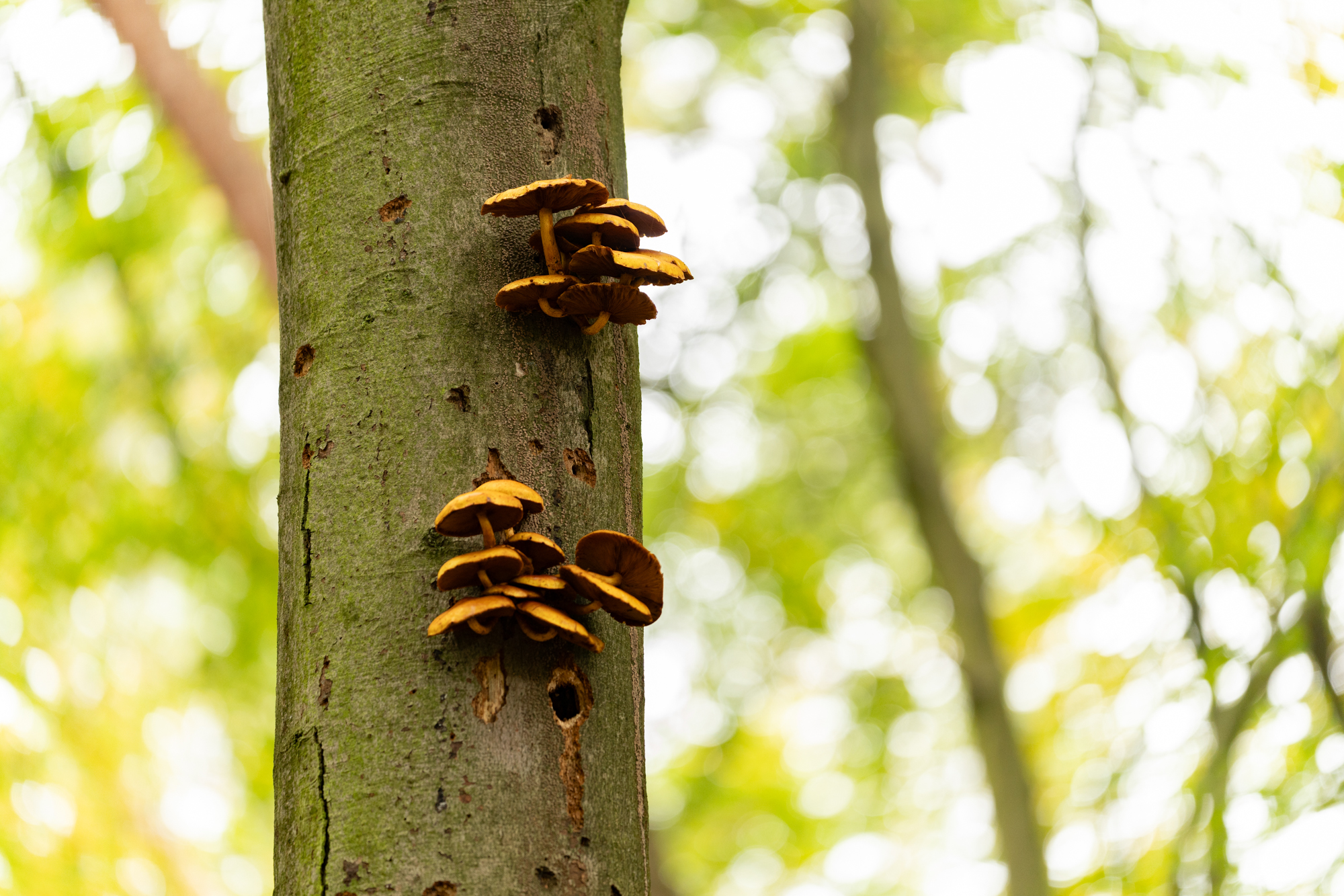 Fototipps für den Herbst – Teil 1: Details im Wald © Harald Bauer