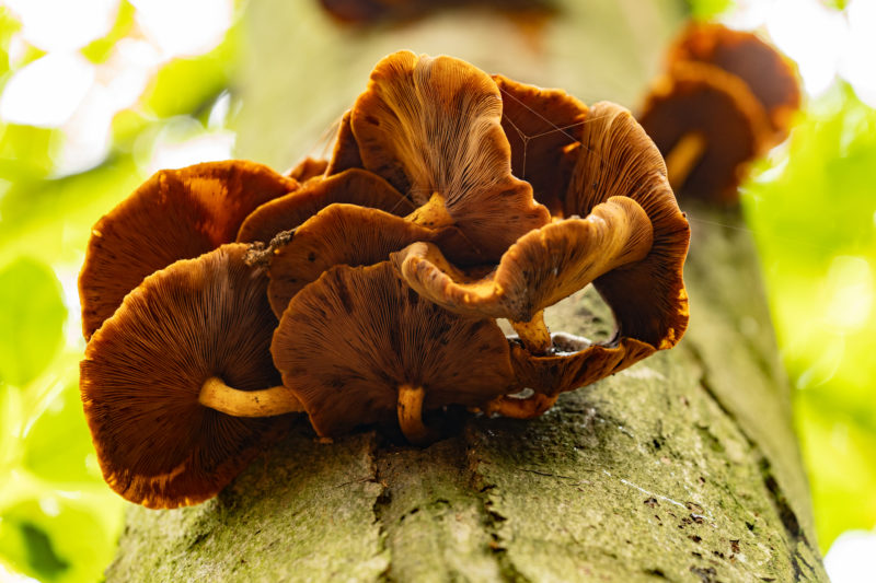 Fototipps für den Herbst – Teil 1: Details im Wald © Harald Bauer