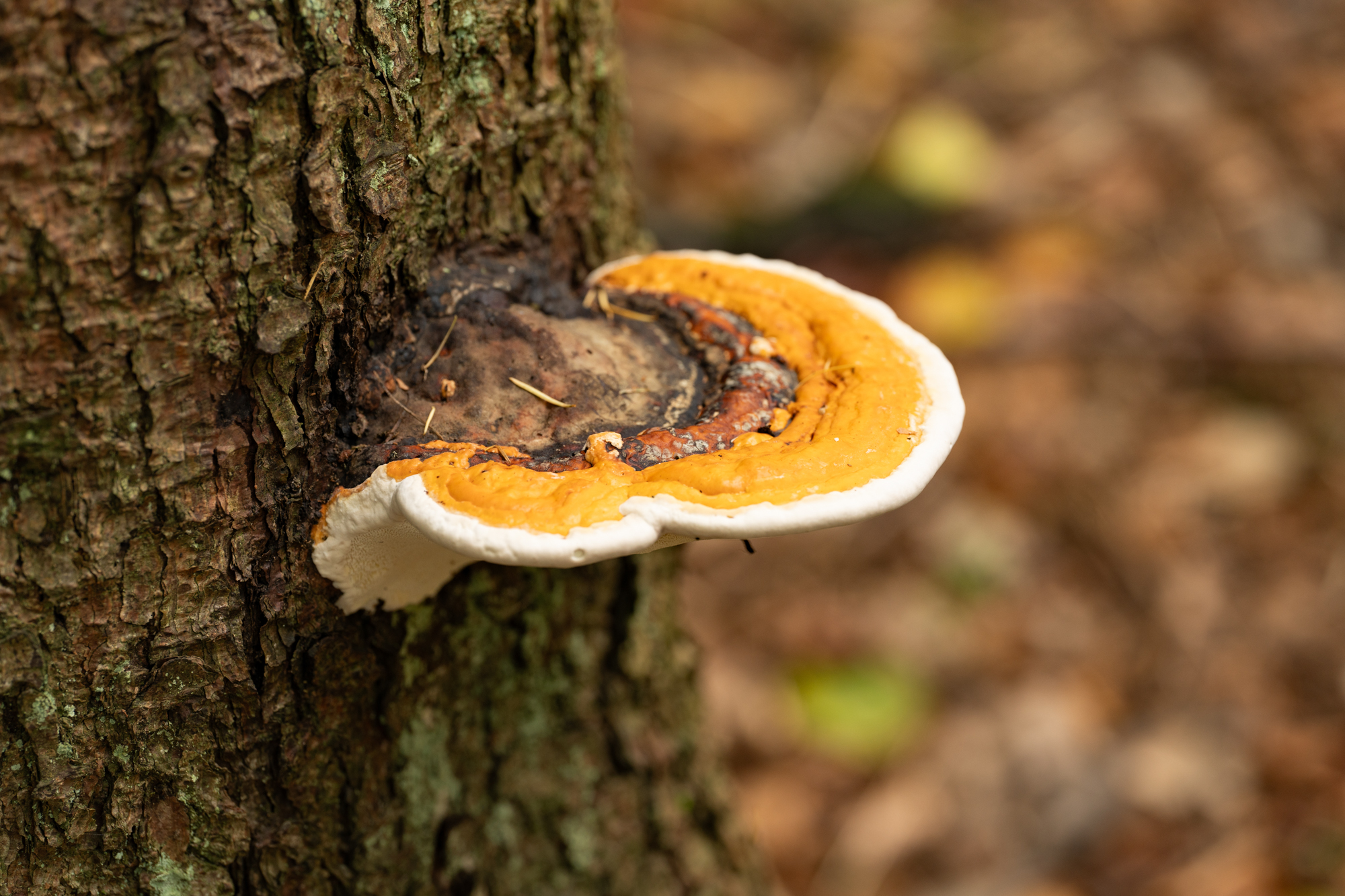 Fototipps für den Herbst – Teil 1: Details im Wald © Harald Bauer