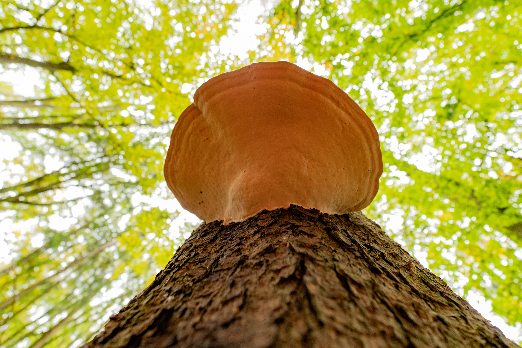 Fototipps für den Herbst – Teil 1: Details im Wald © Harald Bauer