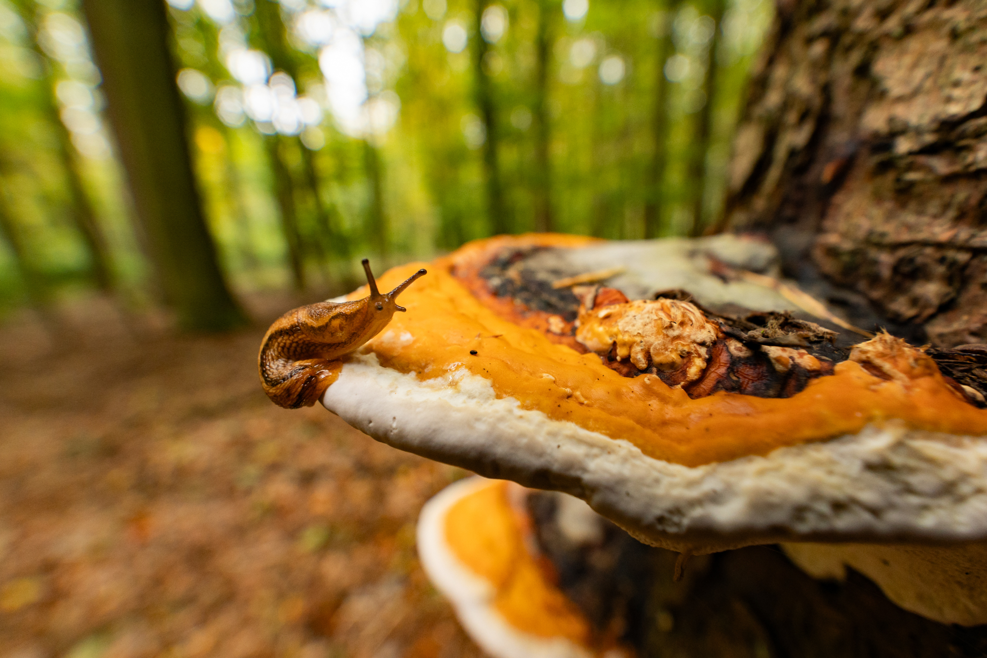 Fototipps für den Herbst – Teil 1: Details im Wald © Harald Bauer