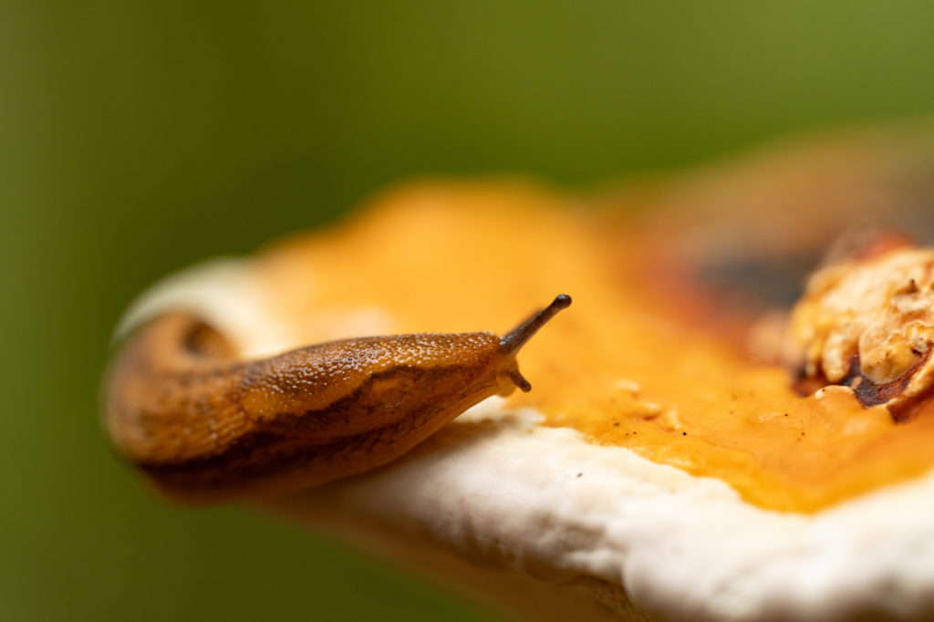 Fototipps für den Herbst – Teil 1: Details im Wald © Harald Bauer