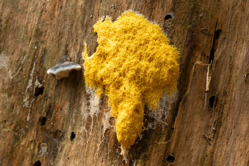 Fototipps für den Herbst – Teil 1: Details im Wald © Harald Bauer