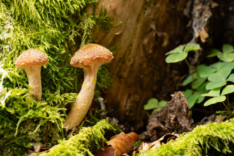 Fototipps für den Herbst – Teil 1: Details im Wald © Harald Bauer