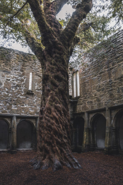 Muckross Abbey - SIGMA 28-105mm entdecken © Johannes Hulsch