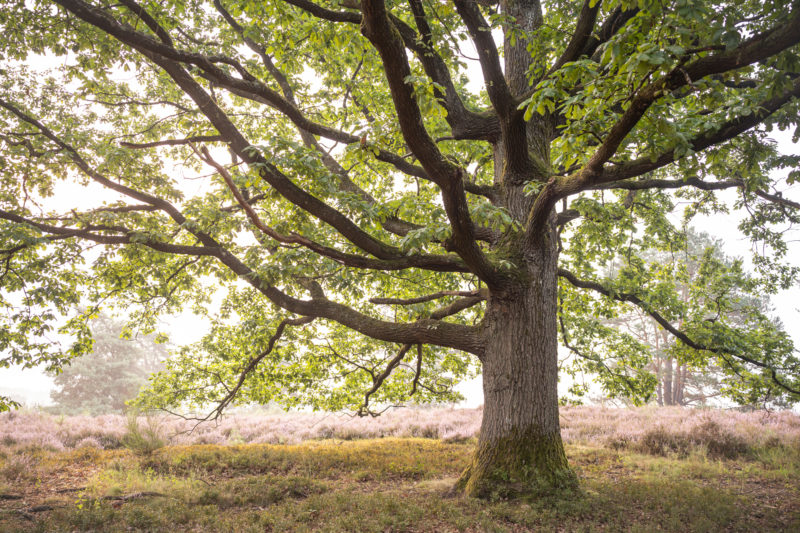 Allrounder für ambitionierte Naturfotografen © Daniel Spohn