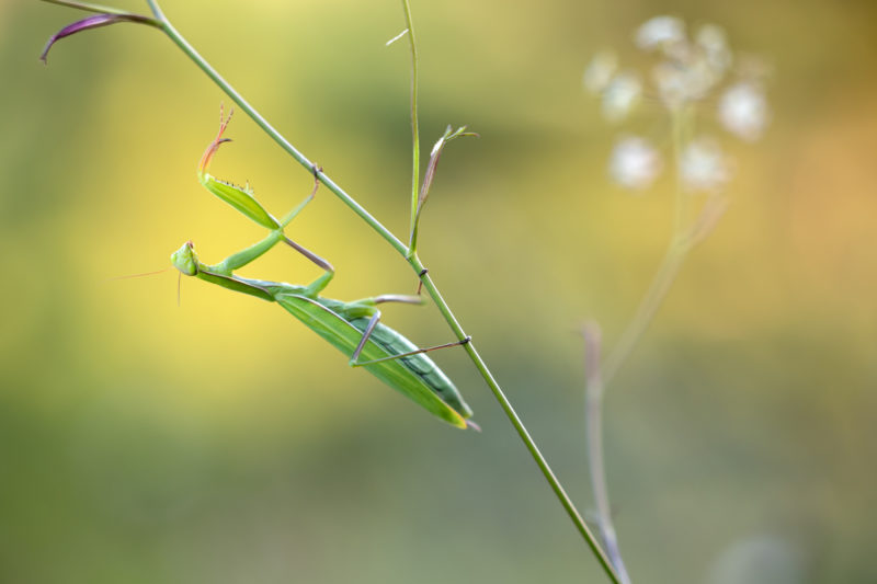 Allrounder für ambitionierte Naturfotografen © Daniel Spohn