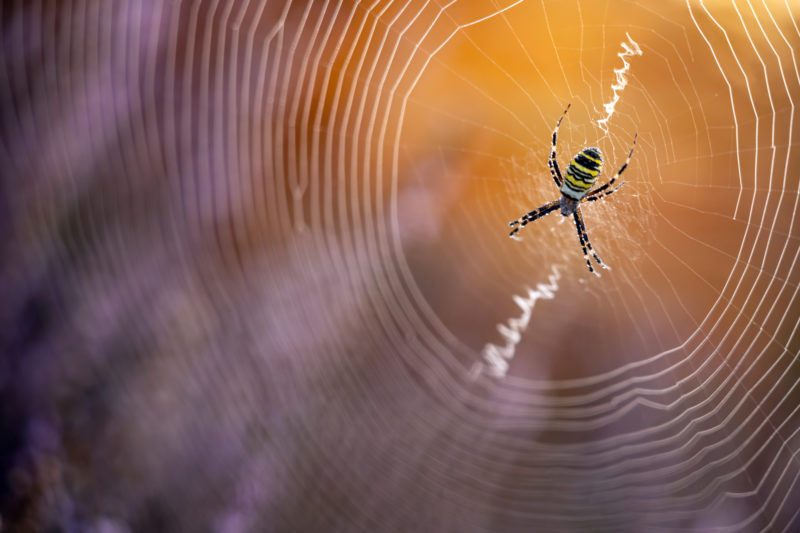 Allrounder für ambitionierte Naturfotografen © Daniel Spohn