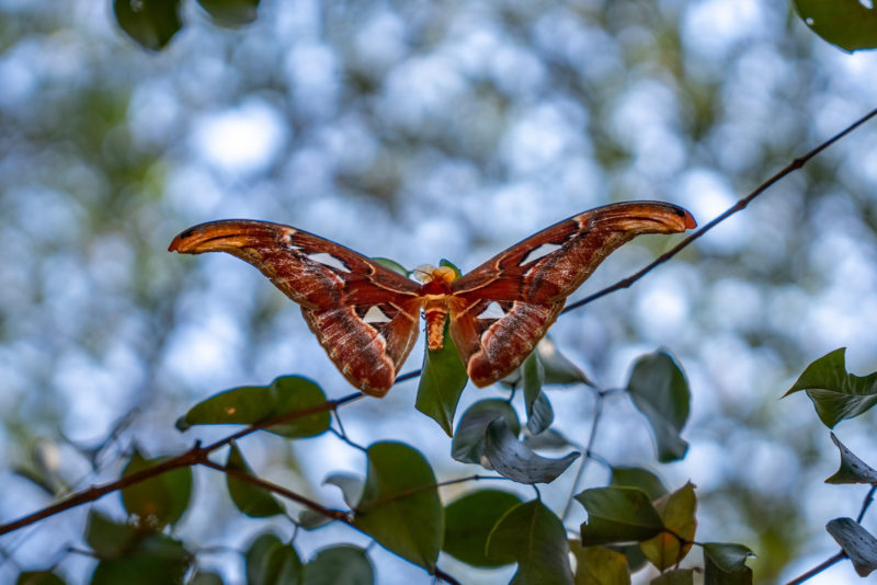 Mit kleinem Gepäck unterwegs in Asien © Guido Gronwald