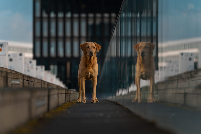 Hundefotografie in der Stadt © Regine Heuser