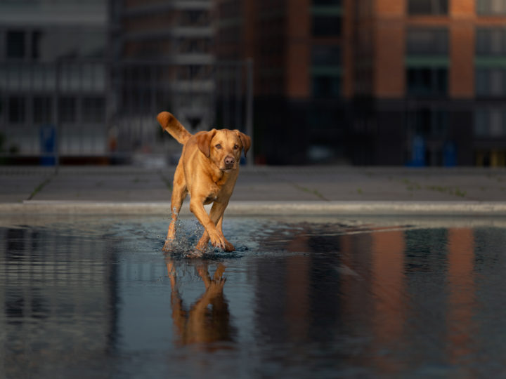 Hundefotografie in der Stadt