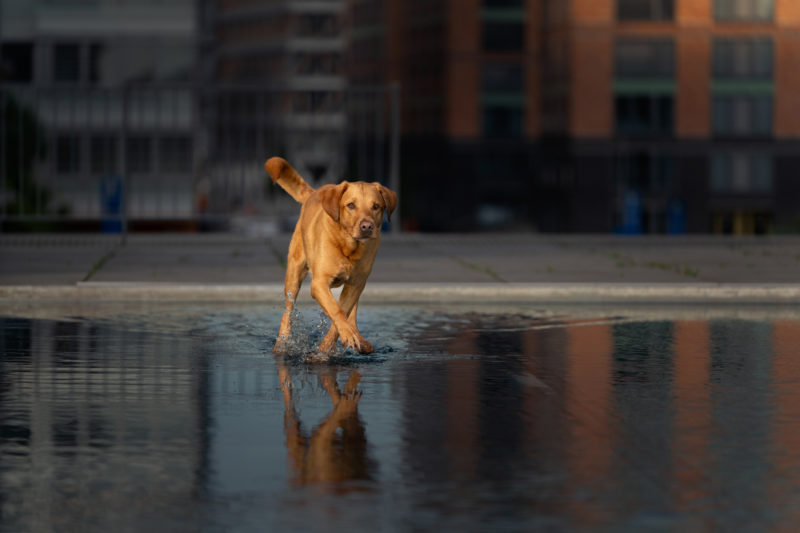 Hundefotografie in der Stadt © Regine Heuser