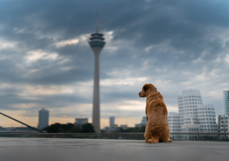 Hundefotografie in der Stadt © Regine Heuser