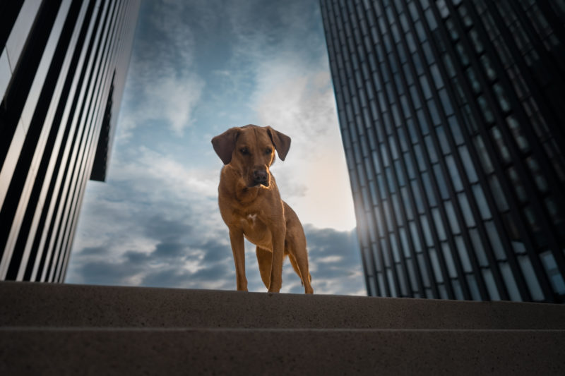 Hundefotografie in der Stadt © Regine Heuser