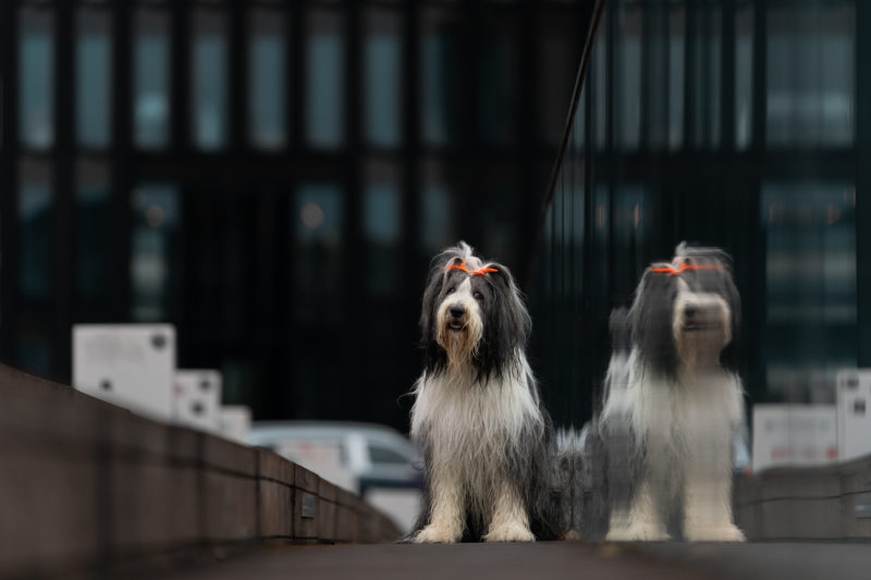 Hundefotografie in der Stadt © Regine Heuser