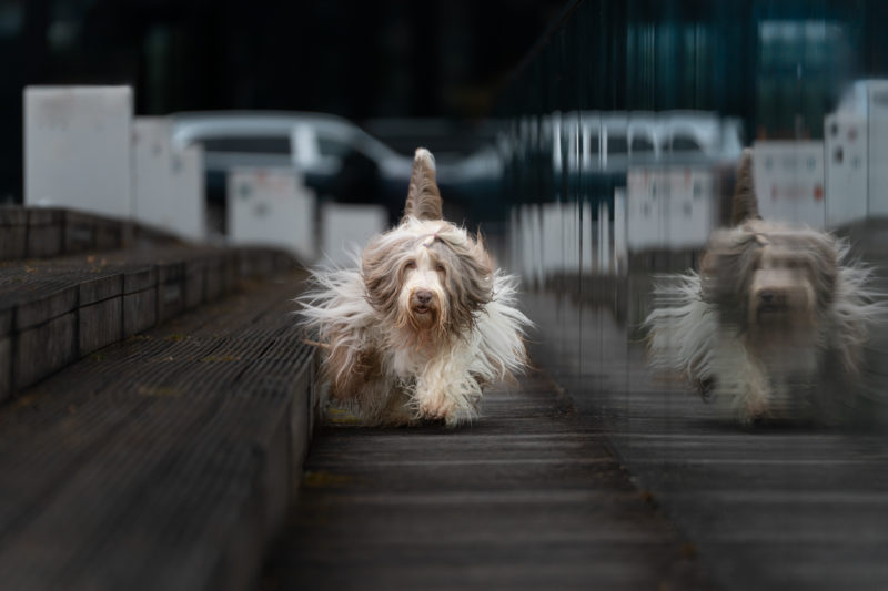 Hundefotografie in der Stadt © Regine Heuser