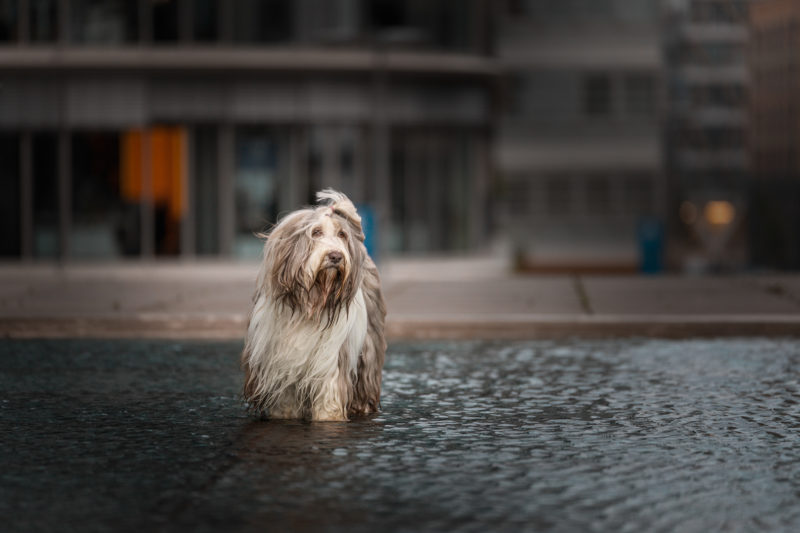 Hundefotografie in der Stadt © Regine Heuser