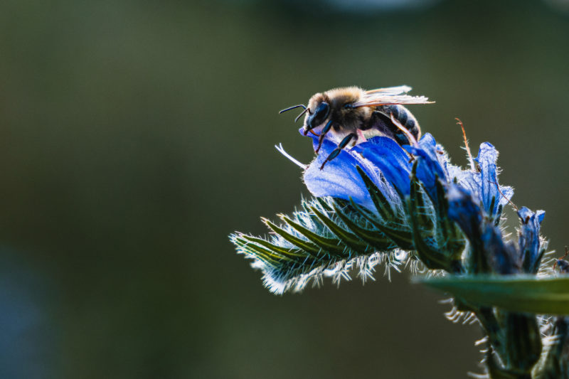 Ein 24-70mm Objektiv für die Naturfotografie? © Tim Glaeser