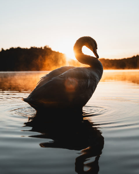 Ein 24-70mm Objektiv für die Naturfotografie? © Tim Glaeser