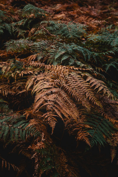 Ein 24-70mm Objektiv für die Naturfotografie? © Tim Glaeser