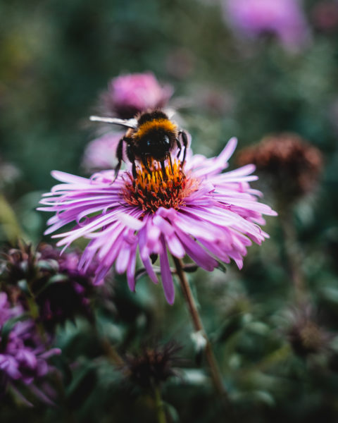 Ein 24-70mm Objektiv für die Naturfotografie? © Tim Glaeser