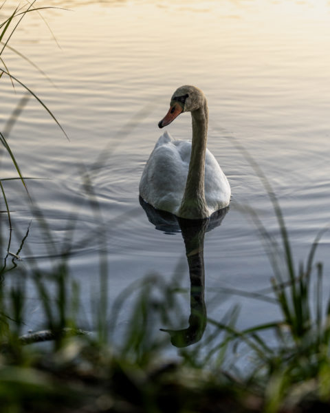 Ein 24-70mm Objektiv für die Naturfotografie? © Tim Glaeser