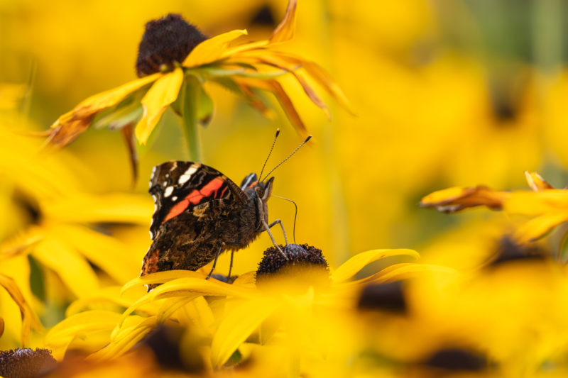 Tiefotografie mit 100-400mm für Fujifilm X-Mount © Dirk Manderbach