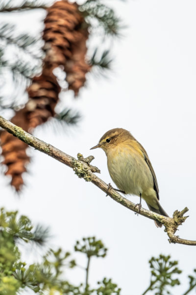 Tiefotografie mit 100-400mm für Fujifilm X-Mount © Dirk Manderbach