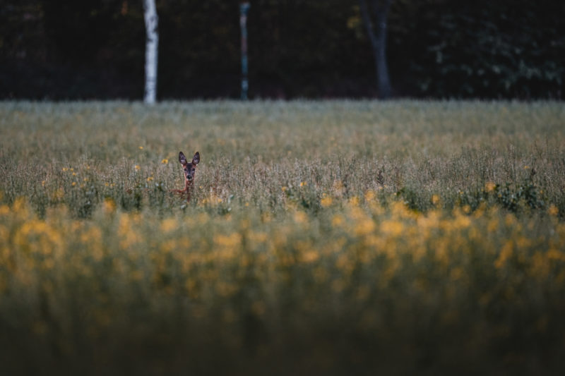 Wildlife-Fotografie mit dem 500mm F5.6 DG DN | Sports © Julia Glaeser