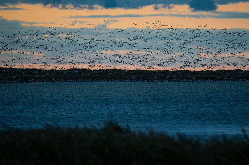 Wildlife-Fotografie mit dem 500mm F5.6 DG DN | Sports © Julia Glaeser