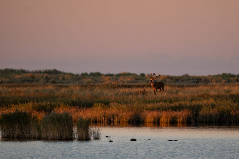 Wildlife-Fotografie mit dem 500mm F5.6 DG DN | Sports © Julia Glaeser