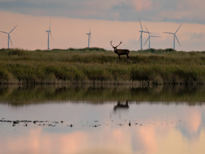 Wildlife-Fotografie mit dem 500mm F5.6 DG DN | Sports © Julia Glaeser