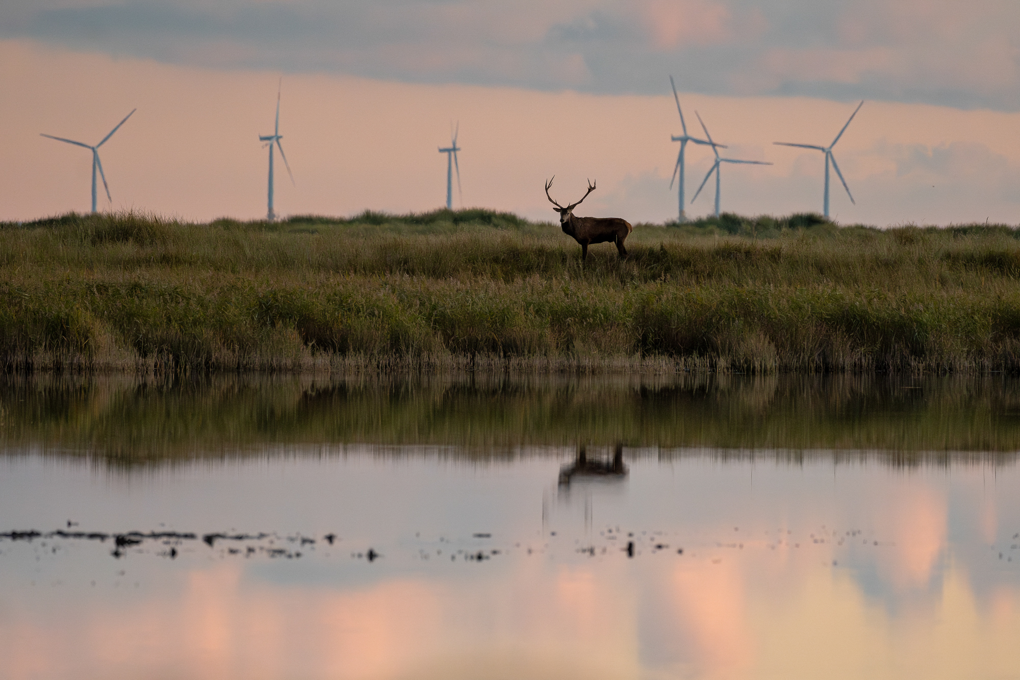 Wildlife-Fotografie mit dem 500mm F5.6 DG DN | Sports © Julia Glaeser