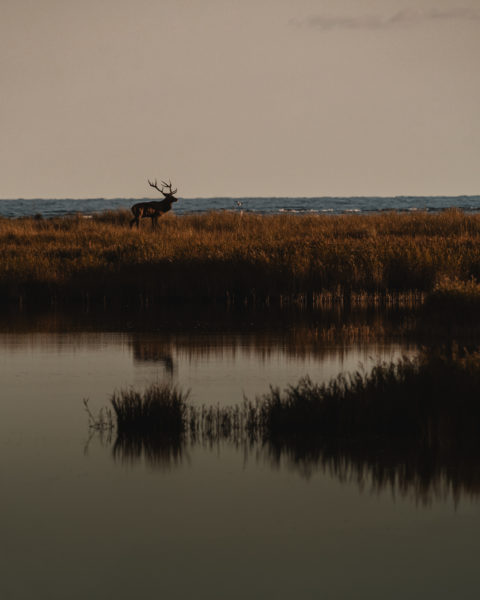 Wildlife-Fotografie mit dem 500mm F5.6 DG DN | Sports © Julia Glaeser