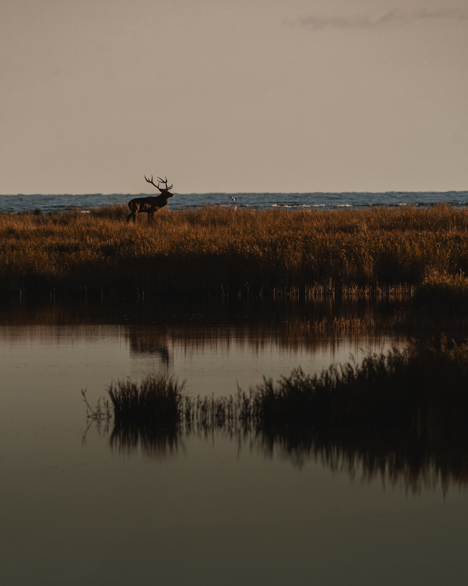 Wildlife-Fotografie mit dem 500mm F5.6 DG DN | Sports © Julia Glaeser