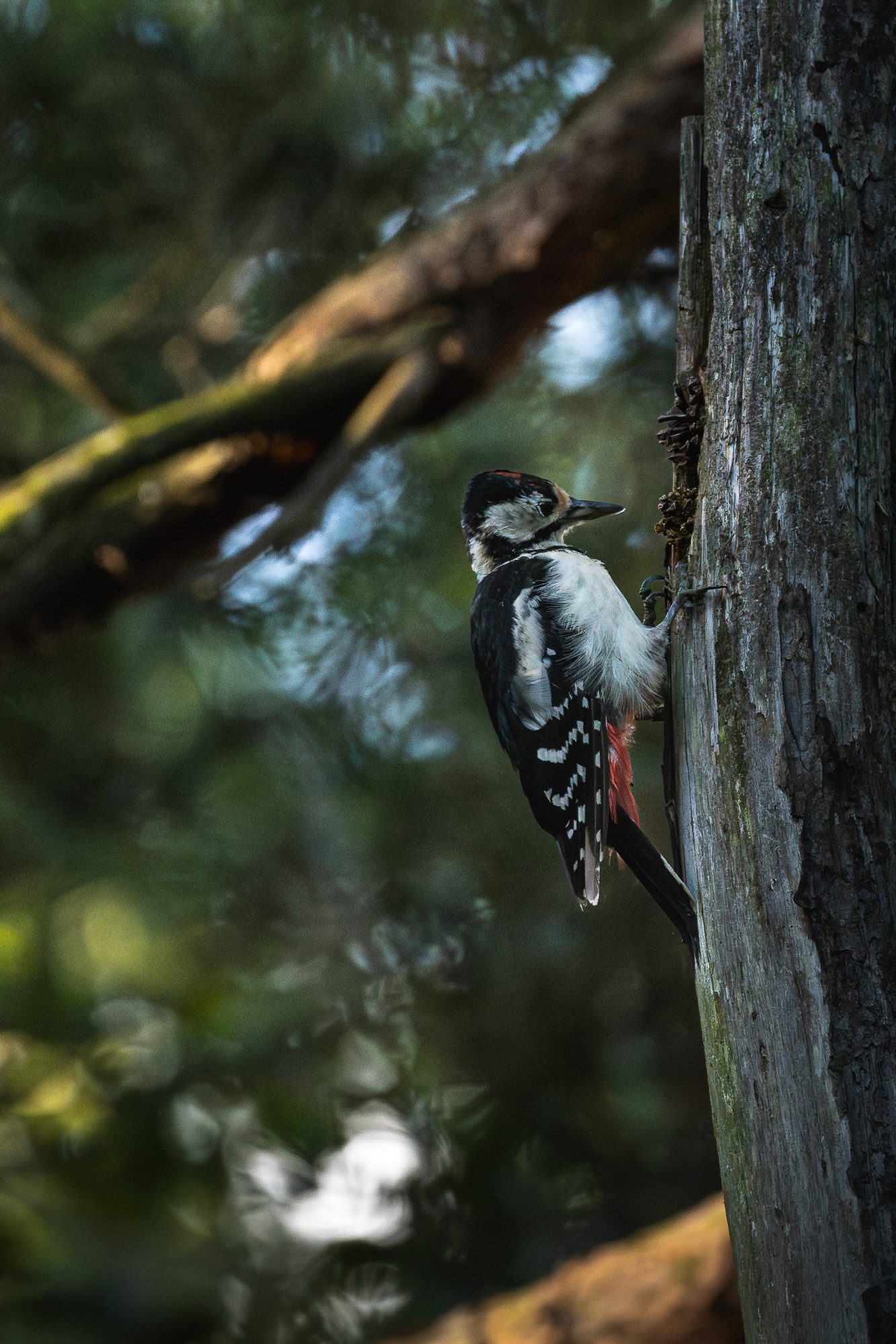 Wildlife-Fotografie mit dem 500mm F5.6 DG DN | Sports © Julia Glaeser