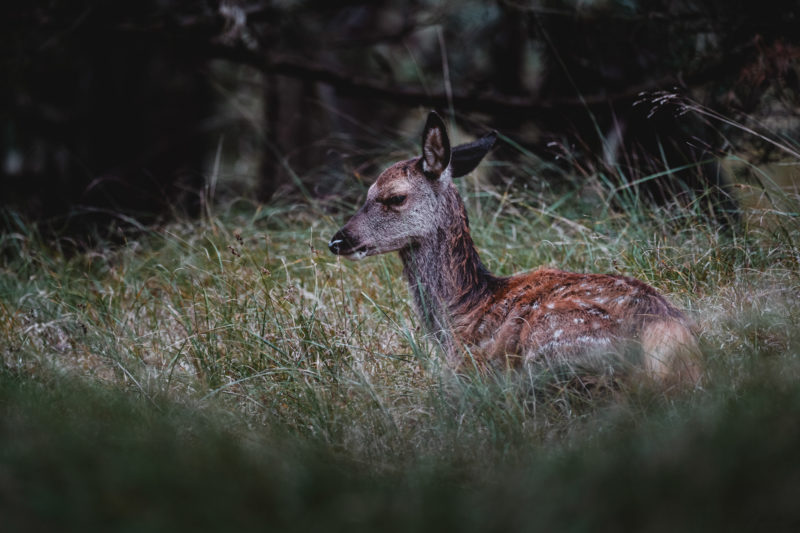 Wildlife-Fotografie mit dem 500mm F5.6 DG DN | Sports © Tim Glaeser