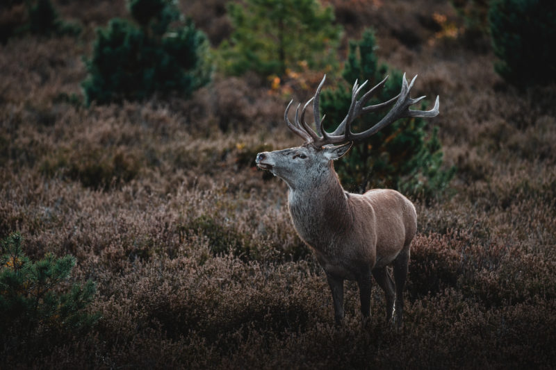 Wildlife-Fotografie mit dem 500mm F5.6 DG DN | Sports © Tim Glaeser