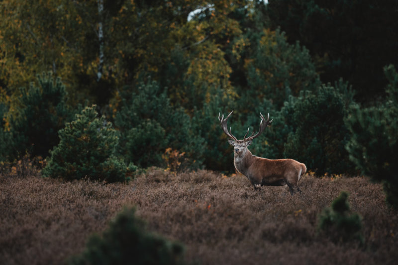 Wildlife-Fotografie mit dem 500mm F5.6 DG DN | Sports © Tim Glaeser