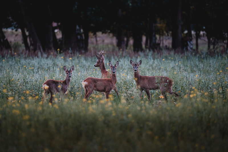 Wildlife-Fotografie mit dem 500mm F5.6 DG DN | Sports © Tim Glaeser