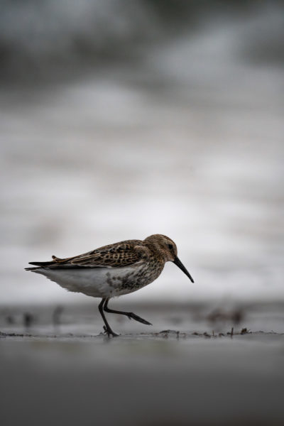 Wildlife-Fotografie mit dem 500mm F5.6 DG DN | Sports © Tim Glaeser