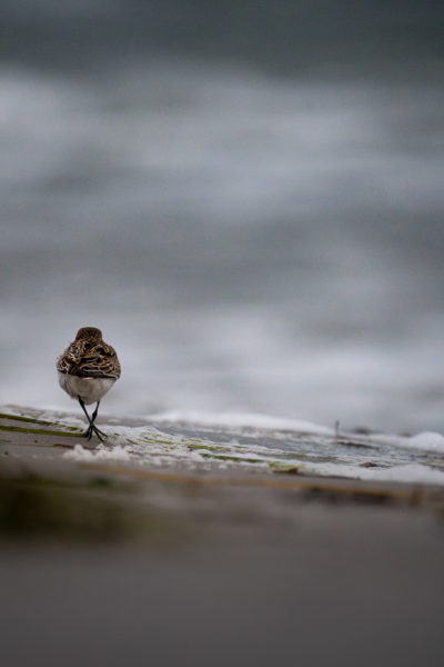 Wildlife-Fotografie mit dem 500mm F5.6 DG DN | Sports © Tim Glaeser