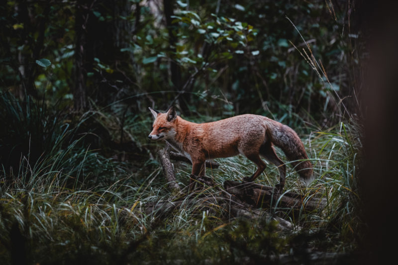 Wildlife-Fotografie mit dem 500mm F5.6 DG DN | Sports © Tim Glaeser