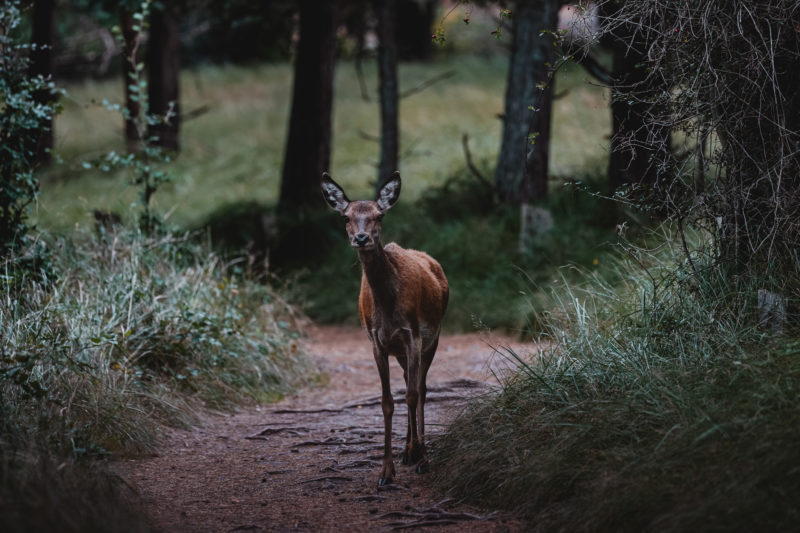 Wildlife-Fotografie mit dem 500mm F5.6 DG DN | Sports © Tim Glaeser